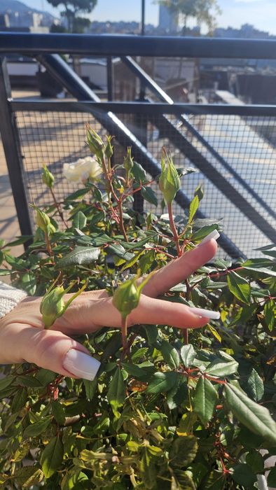 Бяла роза със саксия