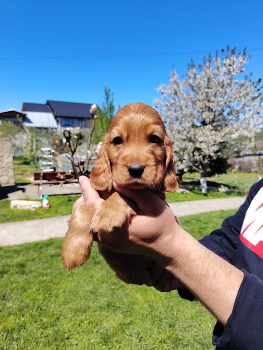 Puiuț cocker spaniel