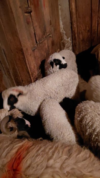 Vand 10 berbecuti dupa 1 aprilie