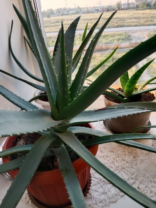 Продам алоэ Вера.