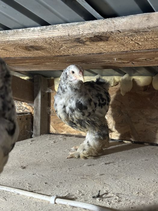 Disponibili 3 pui brahma bobat