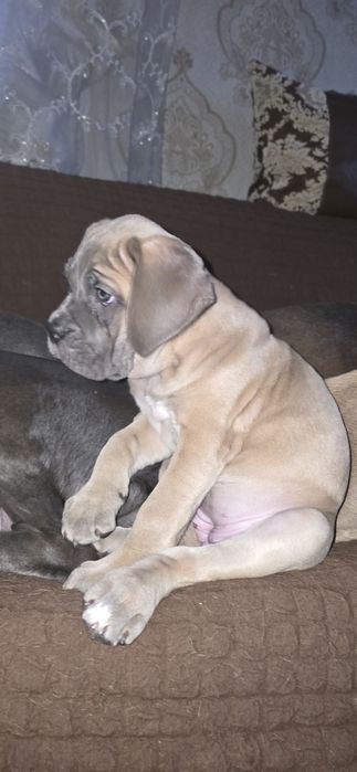 Продаются щенки кане корсо