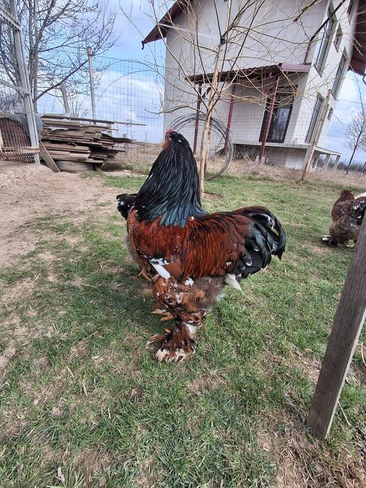 Oua incubat brahma portelan