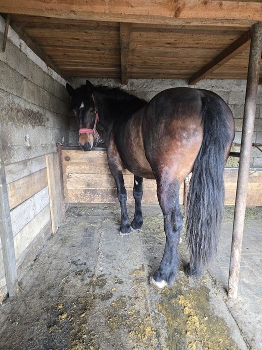 Manza semigreu de vânzare