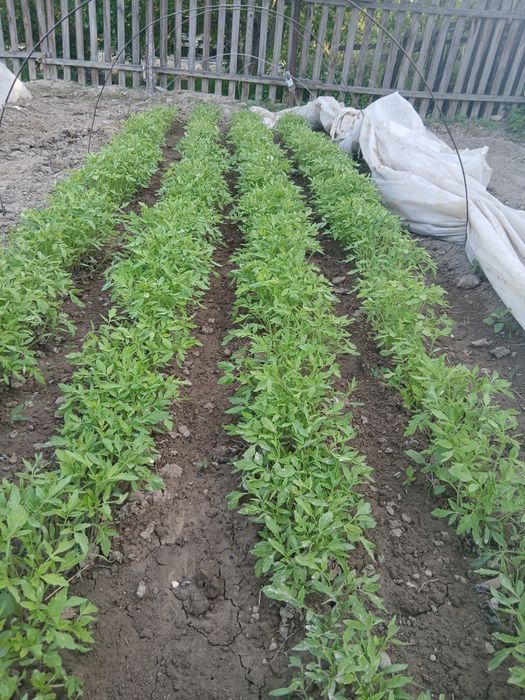 Рассада помидоры баклажаны