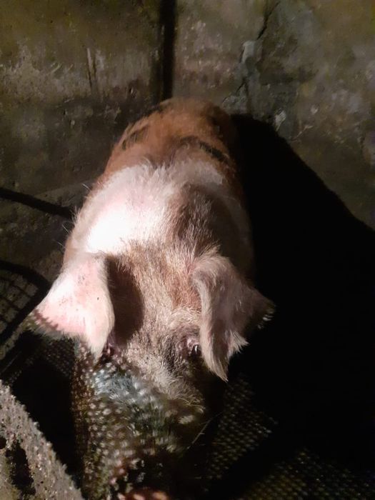 Продам племенного кабана