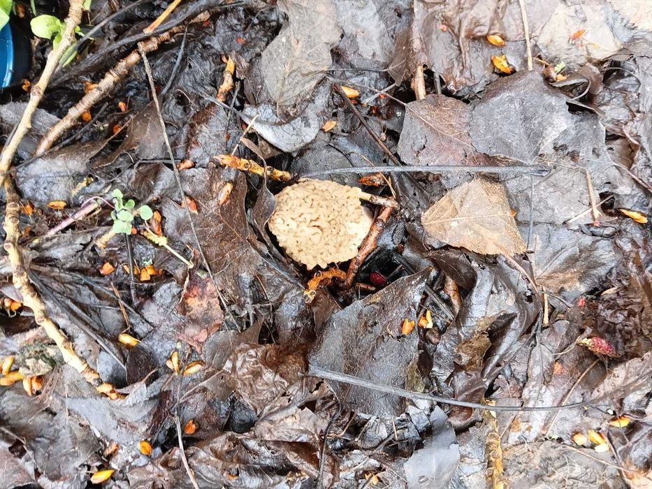 Zbarciogi uscati morcela esculenta