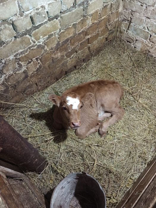 Продам телочку,11дней.