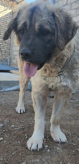 Багира возраст  1 год.