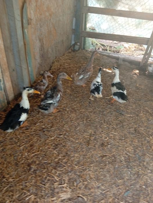 Rate de vânzare preț 40 lei bucata