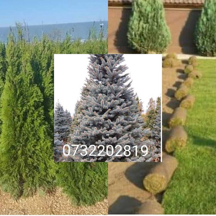 Vând tuia, brazi, mesteacăn, tei, platan, palmieri