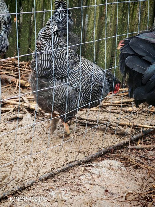 Familie playmut rock