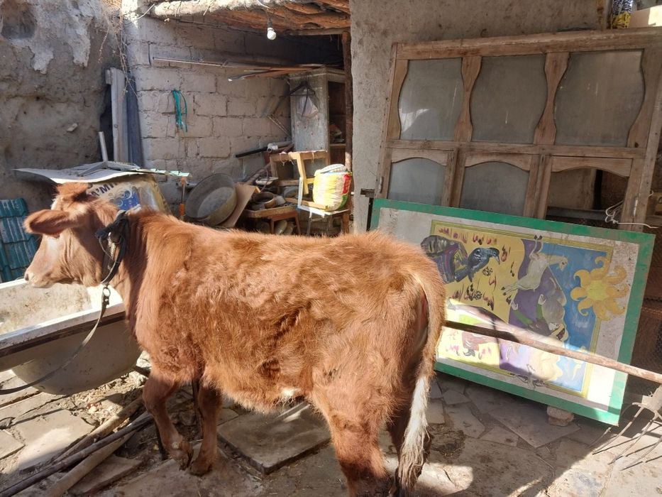 Гуножин сотилади