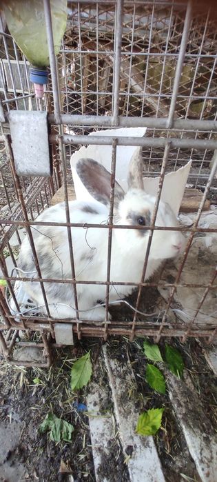 кролик (самец) 10 месяцев