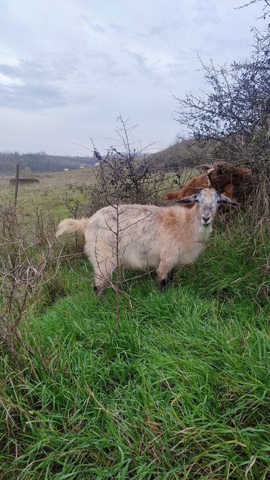 Vând capre tinere !