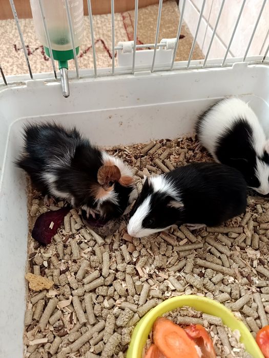 Продаются морские свинки