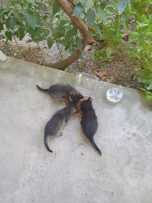 Mushu  bolalari hadiyaga