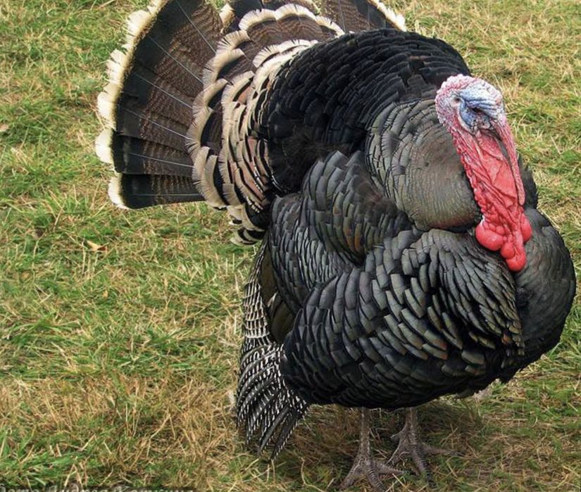 Индюк гибрид қоразы сатылады