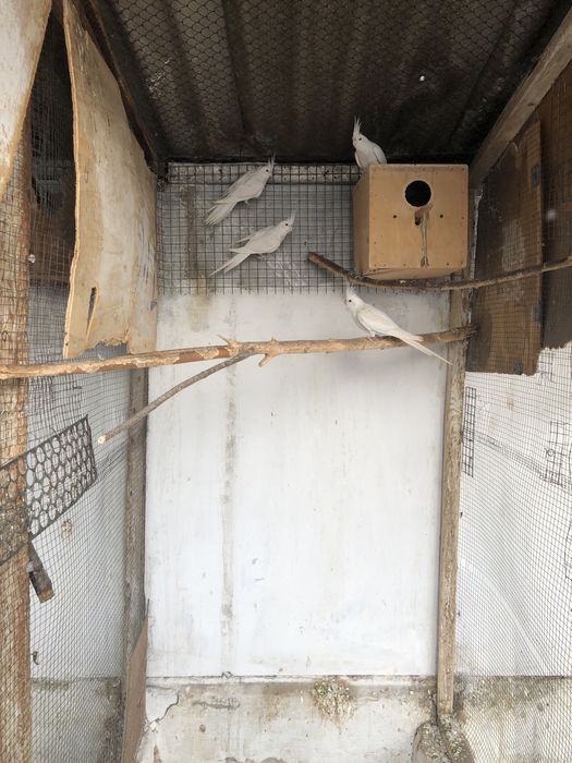 Попугаи Корела безщекие