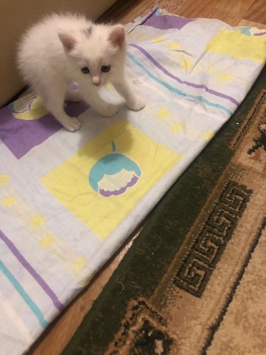Отдадим котенка