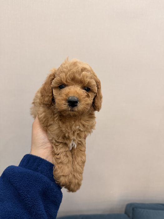 Продаются щенки той пуделя