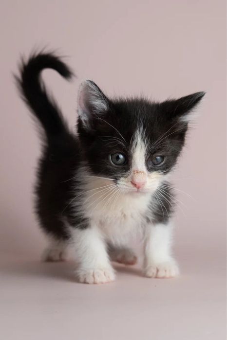 Котята двухмесячные ищут дом