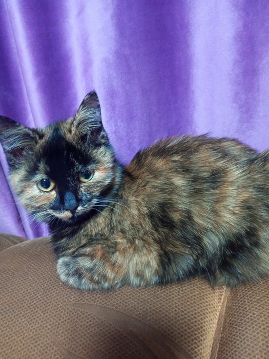 Отдам кошечку бесплатно (девочку)