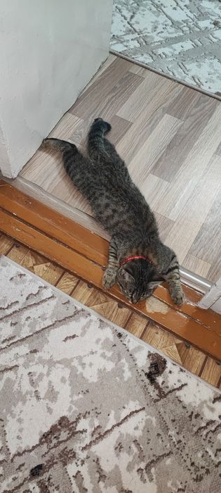 Отдам в добрые руки