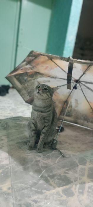 Отдаю кота даром