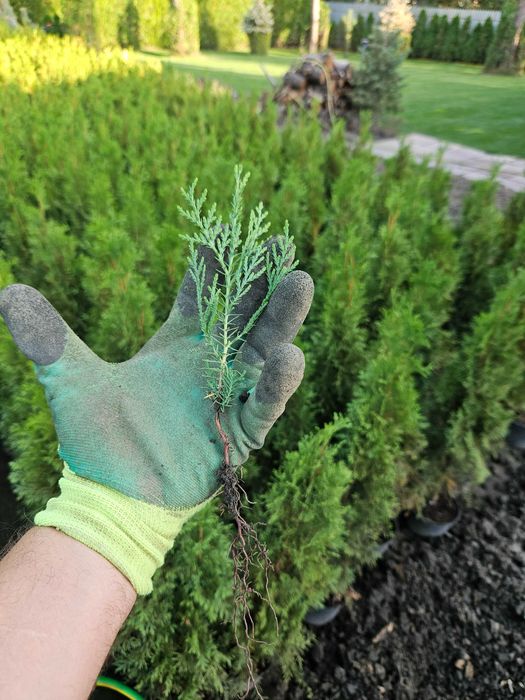 Tuia pachet 1000 buc.