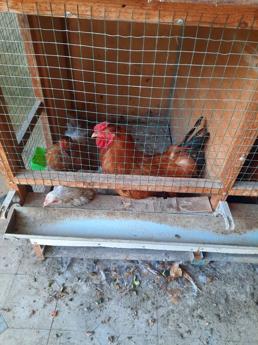 Brama tovuq xo'rozla sotiladi