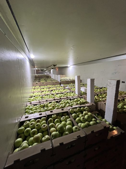 яблоко лимонка алма жаксы