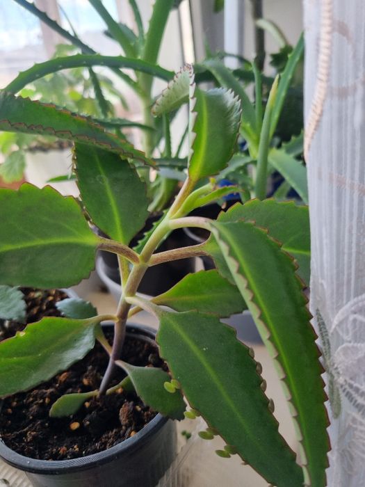 Каланхое лечебное в горшочках