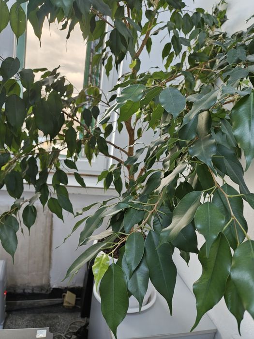 Дърво Бенджамин, стана твърде голямо за помещението