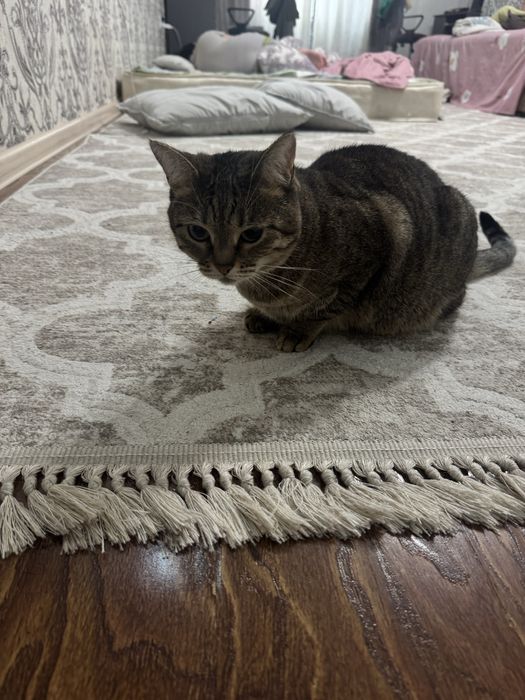 Отдам кошку бесплатно