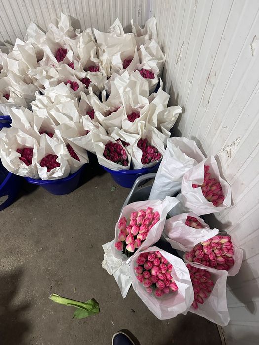 Тюльпан оптом и розницу. есть в наличии