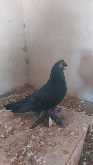 Голуби соч носочубый самец кептер