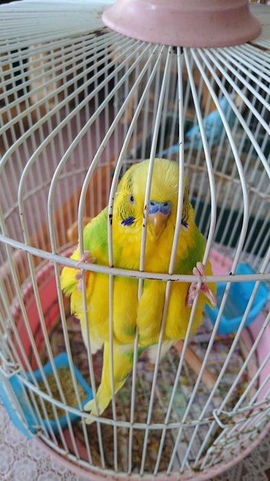 Продам срочно цена договорная