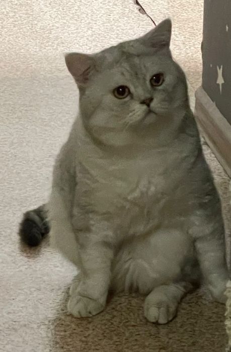 вязка британский кот