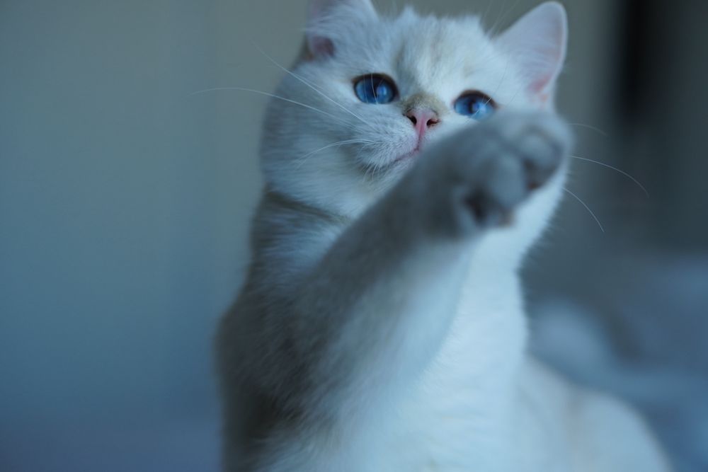 British Shorthair cu pedigree / Mascul