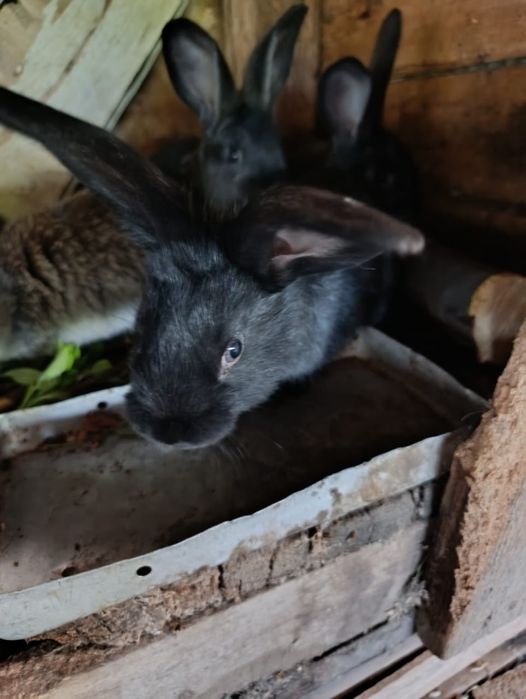 Кролики Рекс 2 месяца