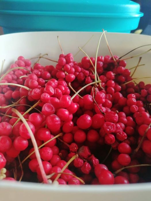 Продам саженцы Китайский лимонник