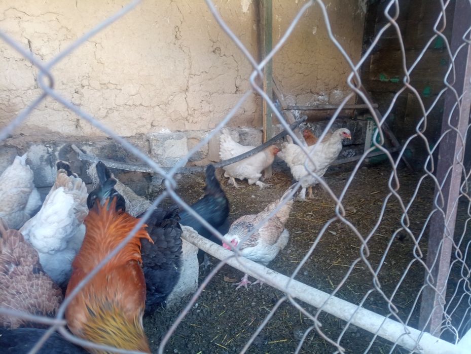 Курицы курицы курицы