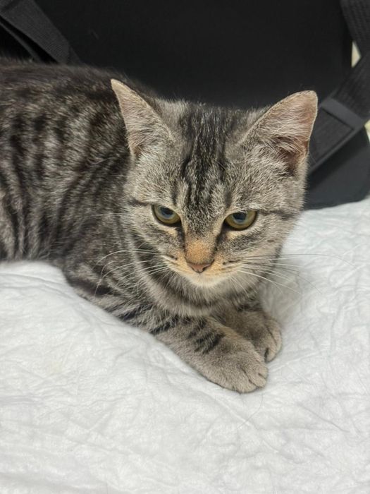 Замечательная кошечка  ищет семью!