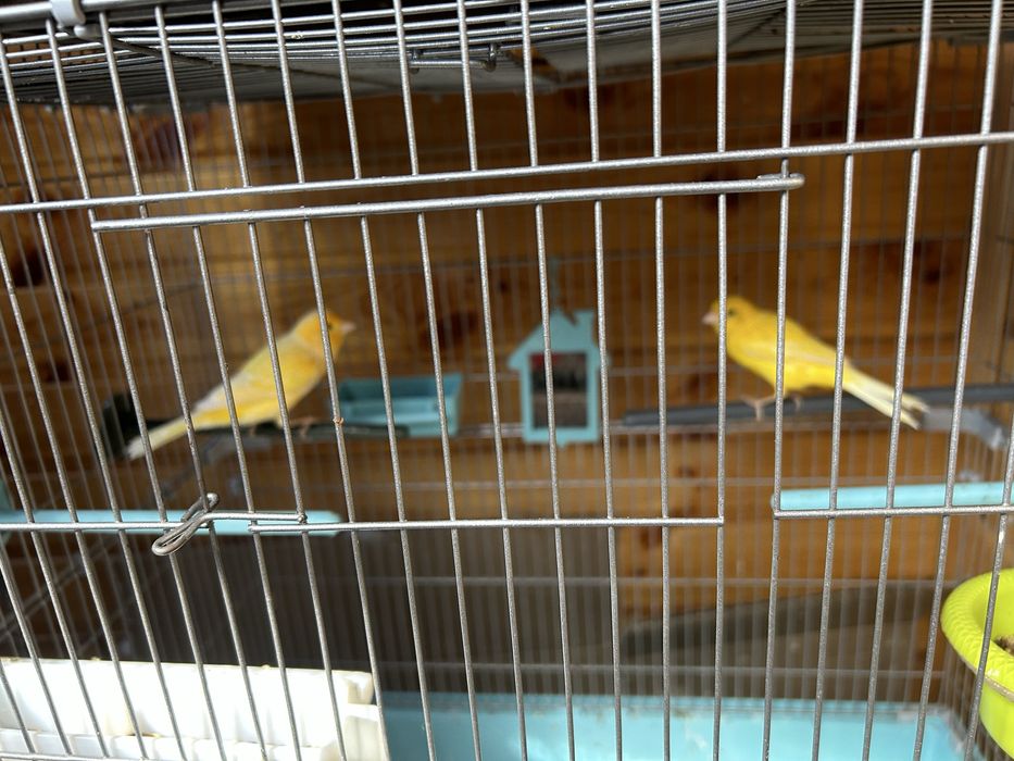 Канарейки молодые