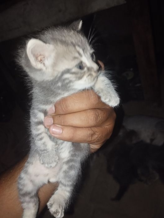 Yalangoch kubalik ayollar