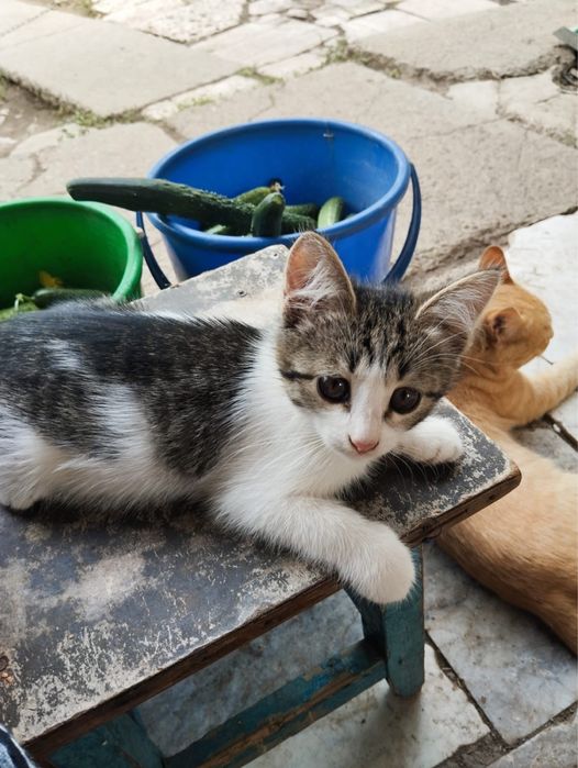 Отдам котят девочек