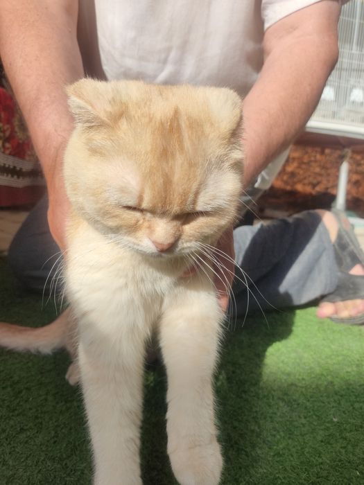 Scottish fold кошка