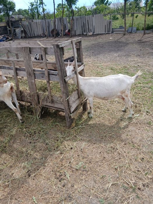 Vând 15 capre bune de lapte si tinere . Capre de rasă pret negociabil  se dau si la bucata