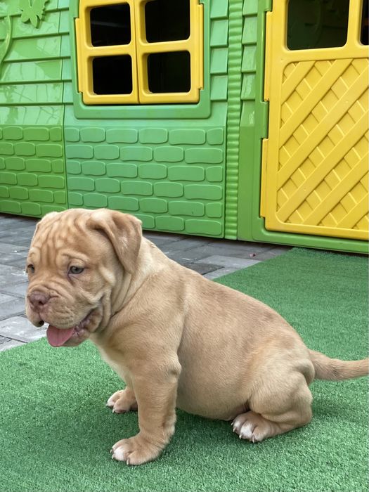 Американский булли